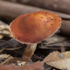 Leratiomyces ceres at Higgins, ACT - 11 Jul 2021