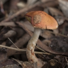 Leratiomyces ceres at Higgins, ACT - 11 Jul 2021