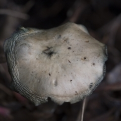 Unverified Cap on a stem; gills below cap [mushrooms or mushroom-like] at Higgins, ACT - 11 Jul 2021 by AlisonMilton