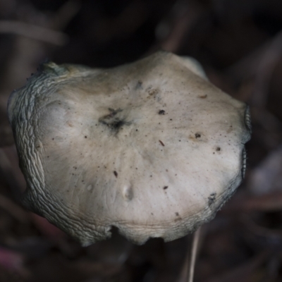 Unverified Cap on a stem; gills below cap [mushrooms or mushroom-like] at Higgins, ACT - 11 Jul 2021 by AlisonMilton