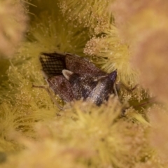 Oechalia schellenbergii (Spined Predatory Shield Bug) at Scullin, ACT - 14 Sep 2021 by AlisonMilton