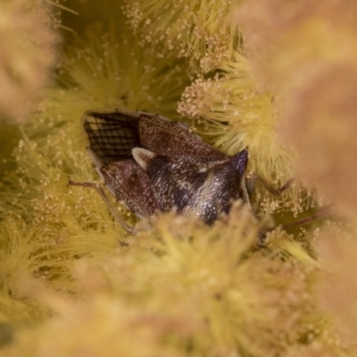 Oechalia schellenbergii (Spined Predatory Shield Bug) at Scullin, ACT - 14 Sep 2021 by AlisonMilton