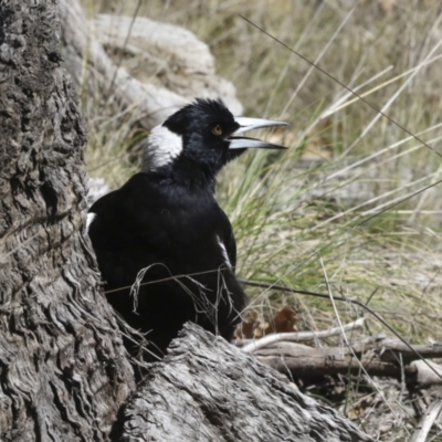 Gymnorhina tibicen (Australian Magpie) at Scullin, ACT - 14 Sep 2021 by AlisonMilton