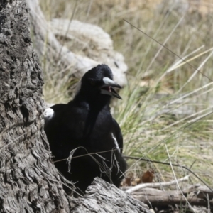 Gymnorhina tibicen at Scullin, ACT - 14 Sep 2021