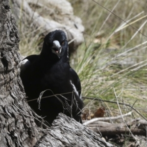 Gymnorhina tibicen at Scullin, ACT - 14 Sep 2021