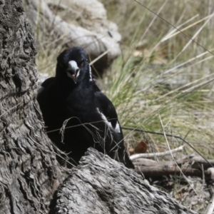 Gymnorhina tibicen at Scullin, ACT - 14 Sep 2021