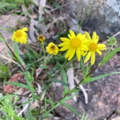 Senecio madagascariensis (Madagascan Fireweed, Fireweed) at Flynn, ACT - 10 Sep 2021 by Rosie