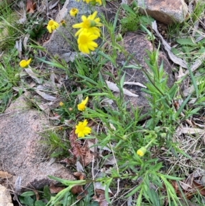 Senecio madagascariensis at Flynn, ACT - 10 Sep 2021 03:41 PM