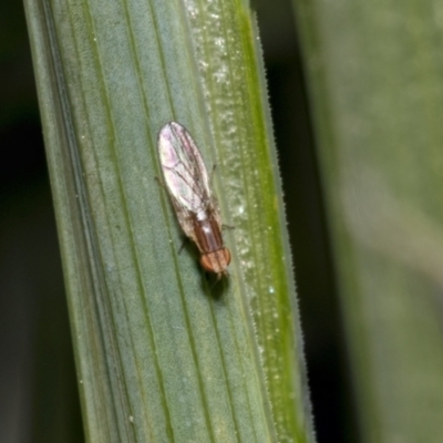 Unverified True fly (Diptera) at Higgins, ACT - 16 Sep 2021 by AlisonMilton