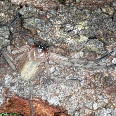 Delena cancerides (Social huntsman spider) at Majura, ACT - 7 Sep 2021 by jb2602