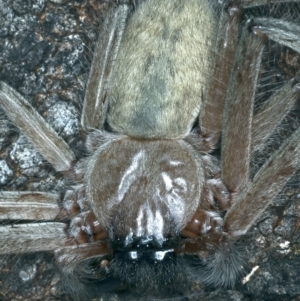 Delena cancerides at Majura, ACT - 7 Sep 2021