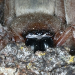 Delena cancerides at Majura, ACT - 7 Sep 2021