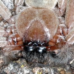 Delena cancerides at Majura, ACT - 7 Sep 2021