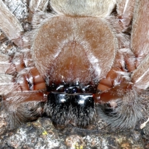 Delena cancerides at Majura, ACT - 7 Sep 2021