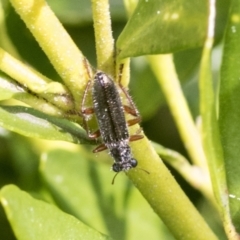 Lemidia subaenea (Clerid beetle) at Higgins, ACT - 31 Aug 2021 by AlisonMilton