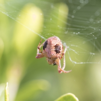 Araneus sp. (genus) (Orb weaver) at Higgins, ACT - 31 Aug 2021 by AlisonMilton