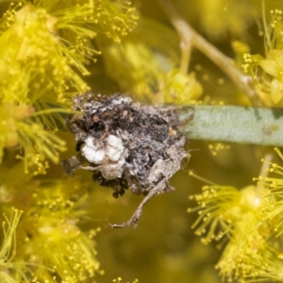 Neuroptera (order) (Unidentified lacewing) at Scullin, ACT - 14 Sep 2021 by AlisonMilton