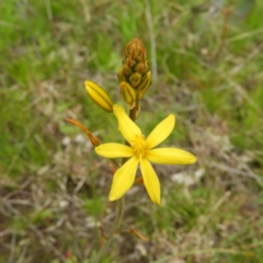 Bulbine bulbosa (Golden Lily) at Kambah, ACT - 20 Sep 2021 by MatthewFrawley