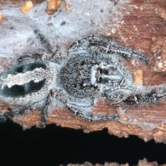 Sandalodes superbus (Ludicra Jumping Spider) at Mount Ainslie - 7 Sep 2021 by jb2602