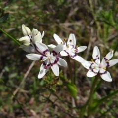 Wurmbea dioica subsp. dioica (Early Nancy) at Mount Taylor - 20 Sep 2021 by MatthewFrawley