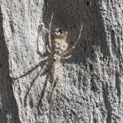 Tamopsis sp. (genus) (Two-tailed spider) at Hawker, ACT - 1 Sep 2021 by AlisonMilton