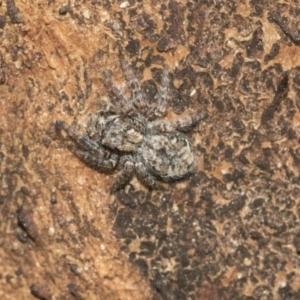 Servaea sp. (genus) at Hawker, ACT - 1 Sep 2021 11:32 AM