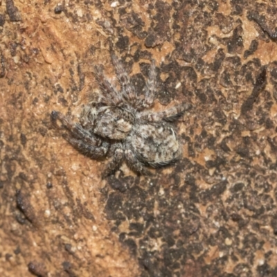 Servaea sp. (genus) (Unidentified Servaea jumping spider) at Hawker, ACT - 1 Sep 2021 by AlisonMilton