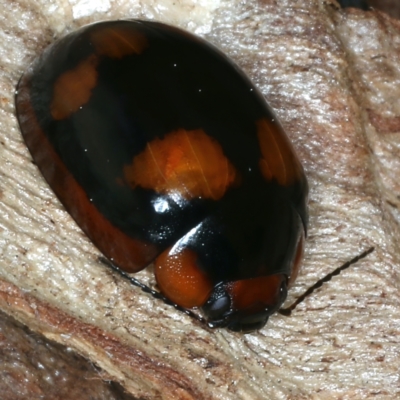 Paropsisterna beata (Blessed Leaf Beetle) at Mount Ainslie - 7 Sep 2021 by jb2602