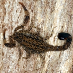 Lychas marmoreus (Little Marbled Scorpion) at Majura, ACT - 7 Sep 2021 by jbromilow50