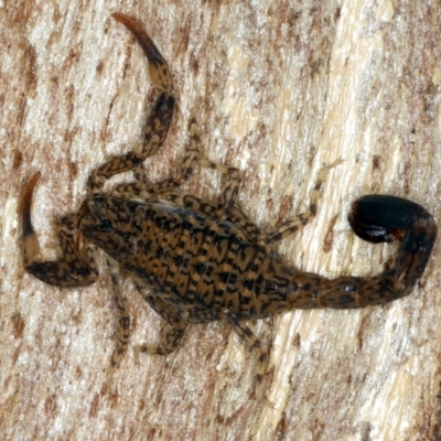 Lychas marmoreus (Little Marbled Scorpion) at Majura, ACT - 7 Sep 2021 by jb2602