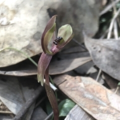 Chiloglottis trapeziformis (Diamond Ant Orchid) at Nail Can Hill - 19 Sep 2021 by DamianMichael