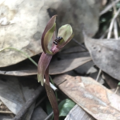 Chiloglottis trapeziformis (Diamond Ant Orchid) at Nail Can Hill - 19 Sep 2021 by DamianMichael