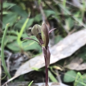 Chiloglottis trapeziformis at Hamilton Valley, NSW - suppressed