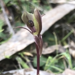 Chiloglottis trapeziformis at Hamilton Valley, NSW - suppressed