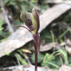 Chiloglottis trapeziformis at Hamilton Valley, NSW - suppressed