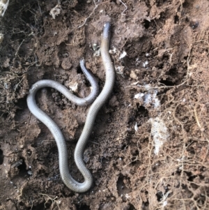 Aprasia parapulchella at Lavington, NSW - 19 Sep 2021