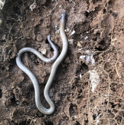 Aprasia parapulchella (Pink-tailed Worm-lizard) at Albury - 19 Sep 2021 by DamianMichael