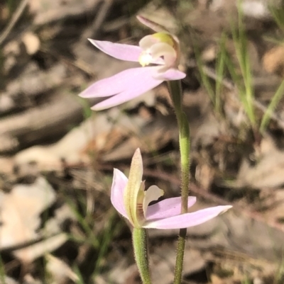 Caladenia carnea (Pink Fingers) at Nail Can Hill - 19 Sep 2021 by DamianMichael