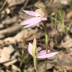 Caladenia carnea (Pink fingers) at Hamilton Valley, NSW - 19 Sep 2021 by DamianMichael