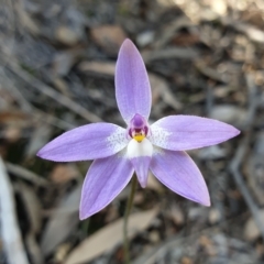 Glossodia major (Wax Lip Orchid) at Aranda, ACT - 19 Sep 2021 by drakes