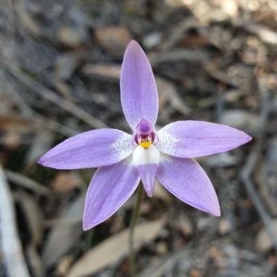 Glossodia major (Wax Lip Orchid) at Aranda, ACT - 19 Sep 2021 by drakes