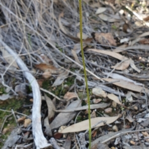 Glossodia major at Aranda, ACT - suppressed