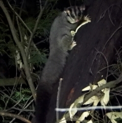 Petaurus norfolcensis (Squirrel Glider) at Wonga Wetlands - 26 Aug 2021 by WingsToWander