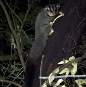 Petaurus norfolcensis at Splitters Creek, NSW - 26 Aug 2021