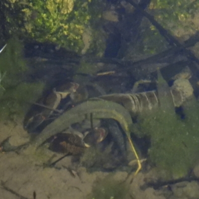 Cherax destructor (Common Yabby) at Wonga Wetlands - 26 Aug 2021 by WingsToWander