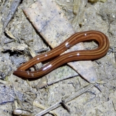 Fletchamia quinquelineata (Five-striped flatworm) at Splitters Creek, NSW - 26 Aug 2021 by WingsToWander