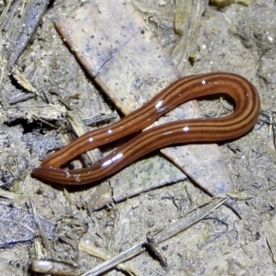 Fletchamia quinquelineata (Five-striped flatworm) at Wonga Wetlands - 26 Aug 2021 by WingsToWander