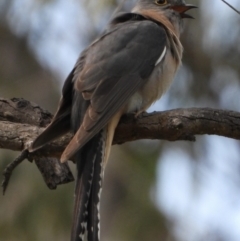 Cacomantis flabelliformis (Fan-tailed Cuckoo) at Wonga Wetlands - 19 Sep 2021 by WingsToWander