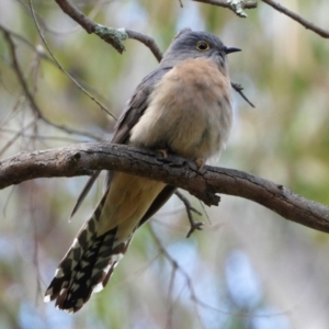 Cacomantis flabelliformis at Splitters Creek, NSW - 19 Sep 2021