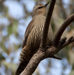 Climacteris picumnus victoriae (Brown Treecreeper) at Splitters Creek, NSW - 19 Sep 2021 by WingsToWander